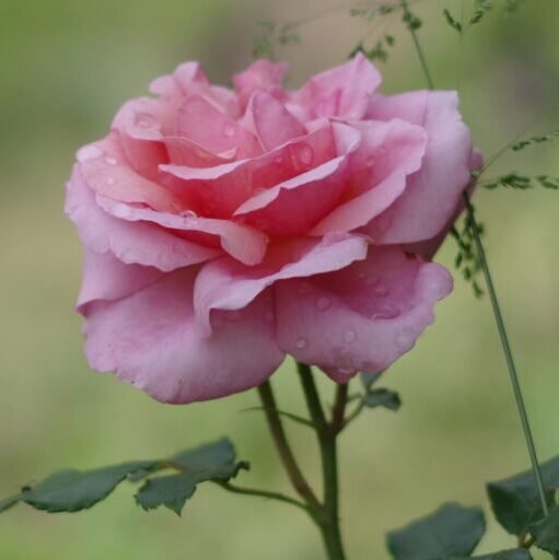Rose Une rose